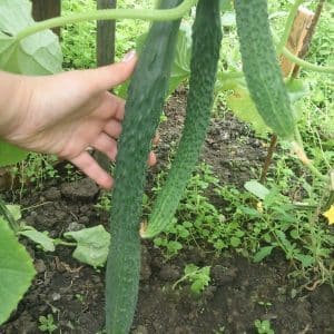 What is unique about the Chinese cucumber and how to get a decent harvest?