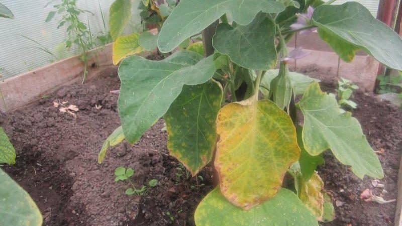 What to do if eggplant leaves turn yellow in a greenhouse