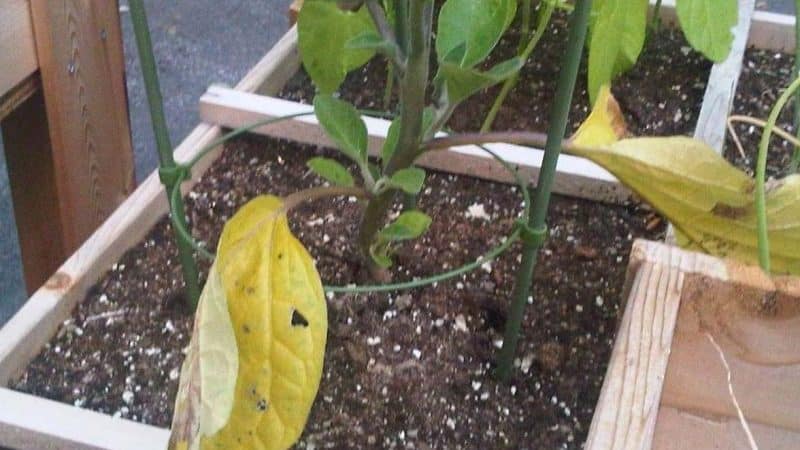 What to do if eggplant leaves turn yellow in a greenhouse