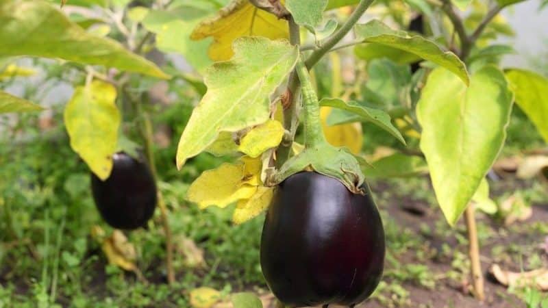 What to do if eggplant leaves turn yellow in a greenhouse