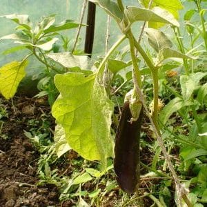 What to do if eggplant leaves turn yellow in a greenhouse
