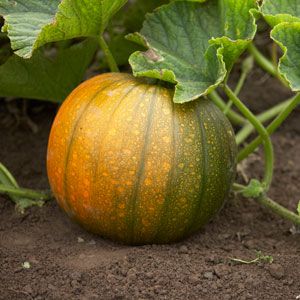 Instead of ovaries on a pumpkin there is a barren flower - what to do and how to deal with it: we identify the causes of the problem and solve them