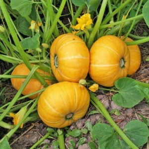 Instead of ovaries on a pumpkin there is a barren flower - what to do and how to deal with it: we identify the causes of the problem and solve them