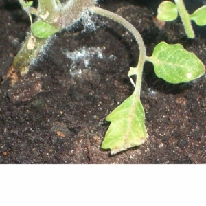 Instead of ovaries on a pumpkin there is a barren flower - what to do and how to deal with it: we identify the causes of the problem and solve them