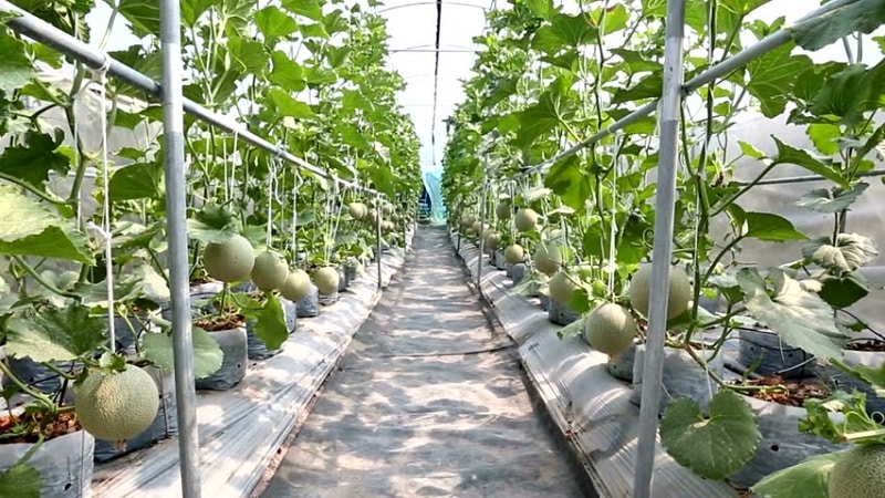 Pests and diseases of melons: what they are and how to deal with them