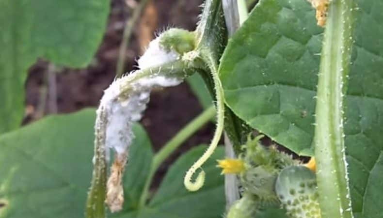 The Vyaznikovskie cucumber variety is incomparable fresh and good for winter preparations