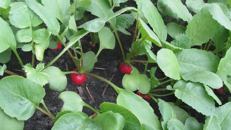 Choosing the best fertilizer for radishes and applying the fertilizer correctly