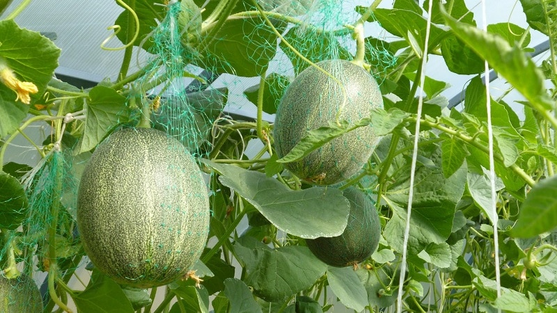 Instructions for growing melon in Siberia in open ground for beginner gardeners