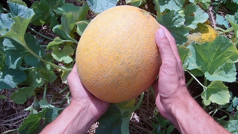 Instructions for growing melon in Siberia in open ground for beginner gardeners