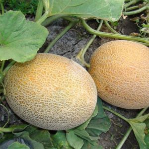 Instructions for growing melon in Siberia in open ground for beginner gardeners