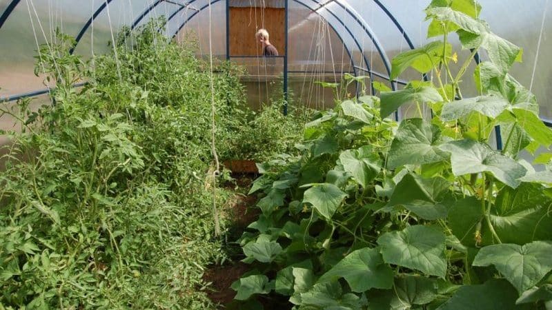 Is it possible to grow cucumbers and tomatoes together in one polycarbonate greenhouse?