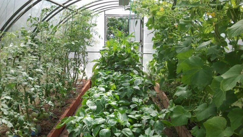 Is it possible to grow cucumbers and tomatoes together in one polycarbonate greenhouse?