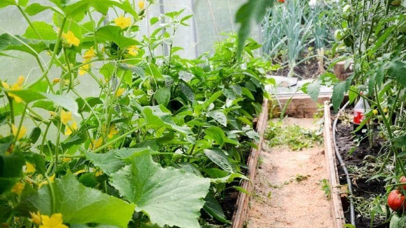 Is it possible to grow cucumbers and tomatoes together in one polycarbonate greenhouse?