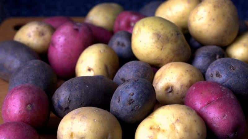 Do potatoes cause gas and why does it make your stomach swell?