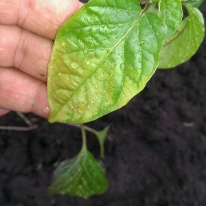 Pepper leaves turn yellow in a greenhouse: what to do to quickly and effectively solve the problem