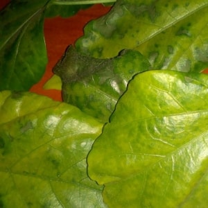 Pepper leaves turn yellow in a greenhouse: what to do to quickly and effectively solve the problem