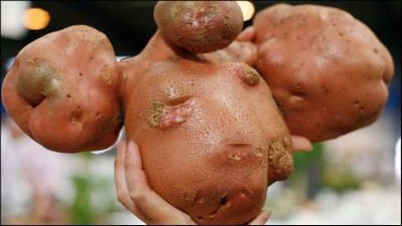 Who grew the largest potato in the world and what it looks like
