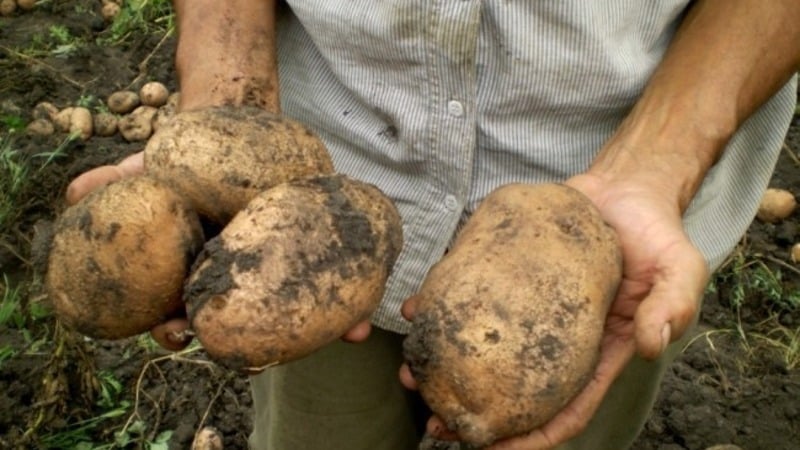 Who grew the largest potato in the world and what it looks like