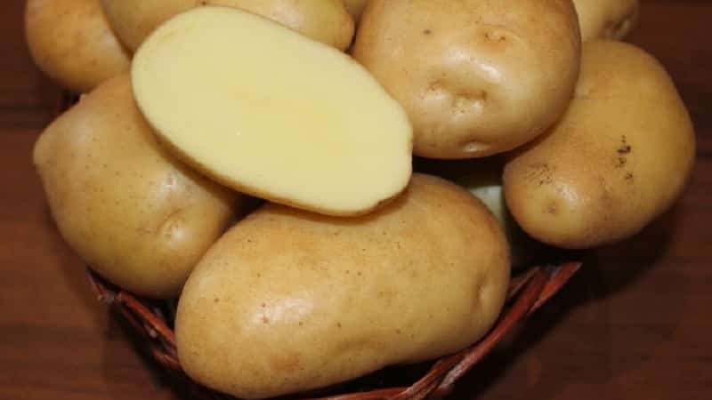 Who grew the largest potato in the world and what it looks like