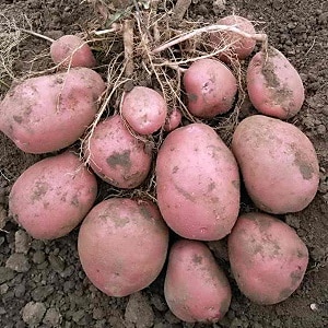 Who grew the largest potato in the world and what it looks like