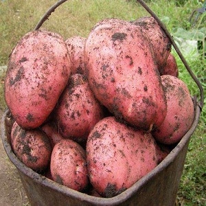 Medium-early, unpretentious Red Fantasy potato variety with bright oval tubers