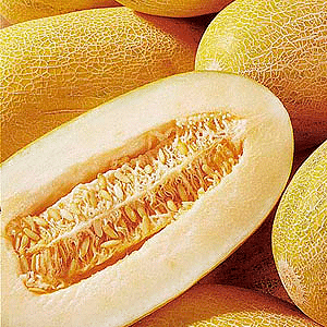 We grow a delicious harvest ourselves: how melon grows in a greenhouse, open ground and at home
