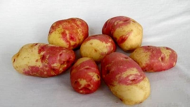 Potato variety Limonka: description, characteristics and reviews