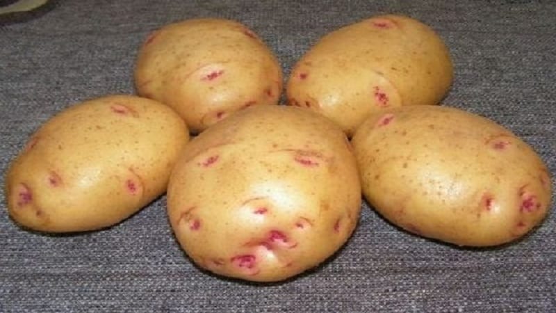 Potato variety Limonka: description, characteristics and reviews