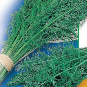 The best varieties of bush dill for obtaining a rich harvest of greens