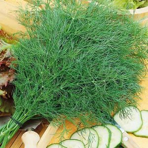 The best varieties of bush dill for obtaining a rich harvest of greens