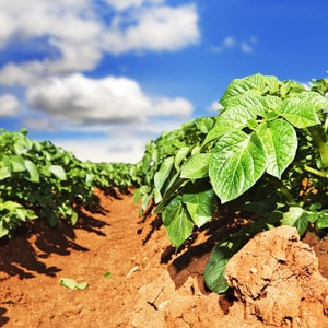 Mid-early resistant potato variety Satina, which does not require special efforts when growing