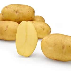 Mid-early resistant potato variety Satina, which does not require special efforts when growing