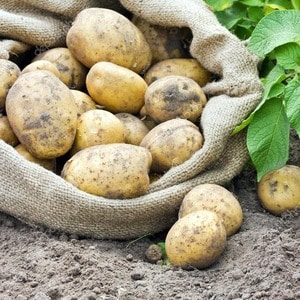 Mid-early resistant potato variety Satina, which does not require special efforts when growing