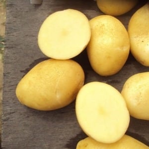 Mid-early resistant potato variety Satina, which does not require special efforts when growing