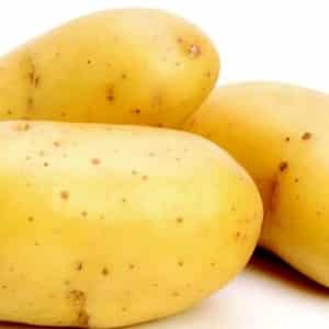 Mid-early resistant potato variety Satina, which does not require special efforts when growing