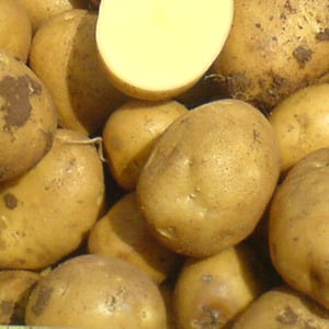 Mid-early resistant potato variety Satina, which does not require special efforts when growing