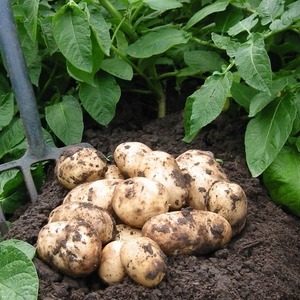 Mid-early resistant potato variety Satina, which does not require special efforts when growing
