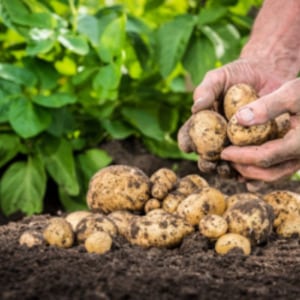 Mid-early resistant potato variety Satina, which does not require special efforts when growing