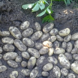 Mid-early resistant potato variety Satina, which does not require special efforts when growing