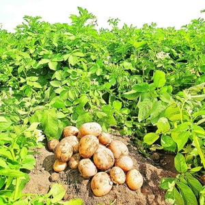Description and characteristics of the Laperla potato variety