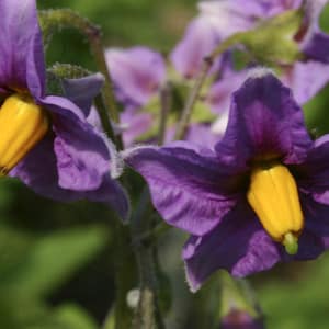 Description and characteristics of the Laperla potato variety