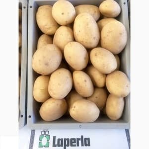 Description and characteristics of the Laperla potato variety