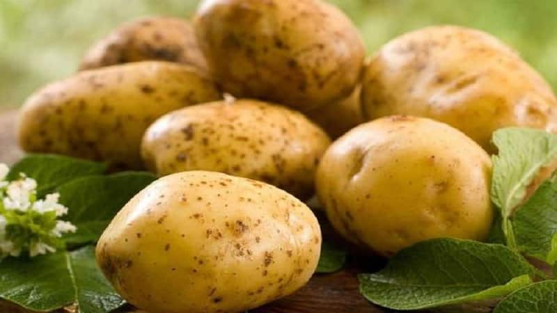 What is good about the German potato variety Zekura: description, characteristics and reviews