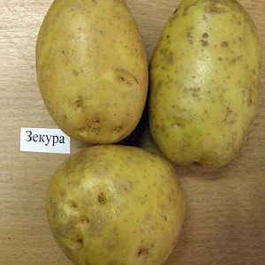 What is good about the German potato variety Zekura: description, characteristics and reviews
