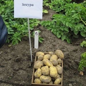 What is good about the German potato variety Zekura: description, characteristics and reviews