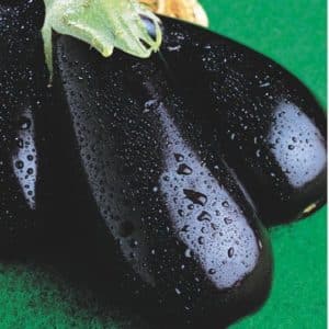 We understand the varieties of eggplants: what are their differences