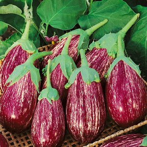 We understand the varieties of eggplants: what are their differences