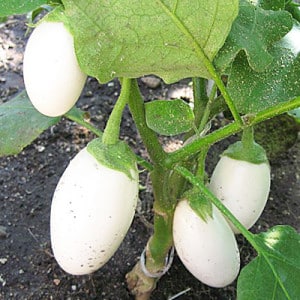We understand the varieties of eggplants: what are their differences