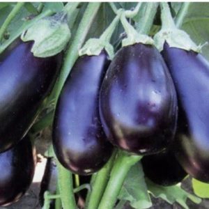 We understand the varieties of eggplants: what are their differences