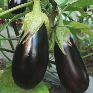 We understand the varieties of eggplants: what are their differences
